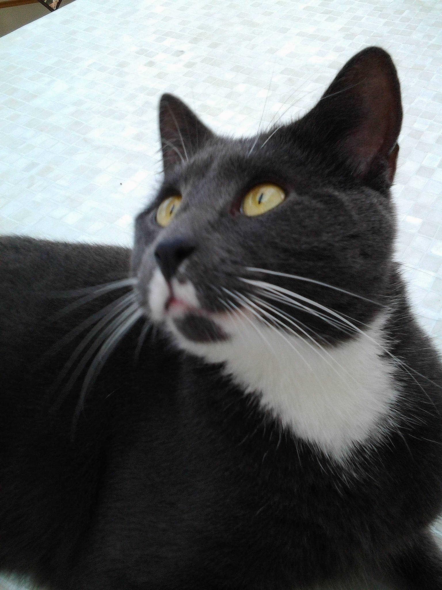 Oggy participe au concours pour gagner de l'argent avec cette photo : black, black_and_white, black_cat, carnivore, cat, domestic_short_haired_cat, european_shorthair, eye, felidae, fur, kitten, mammal, small_to_medium_sized_cats, snout, vertebrate, whiskers