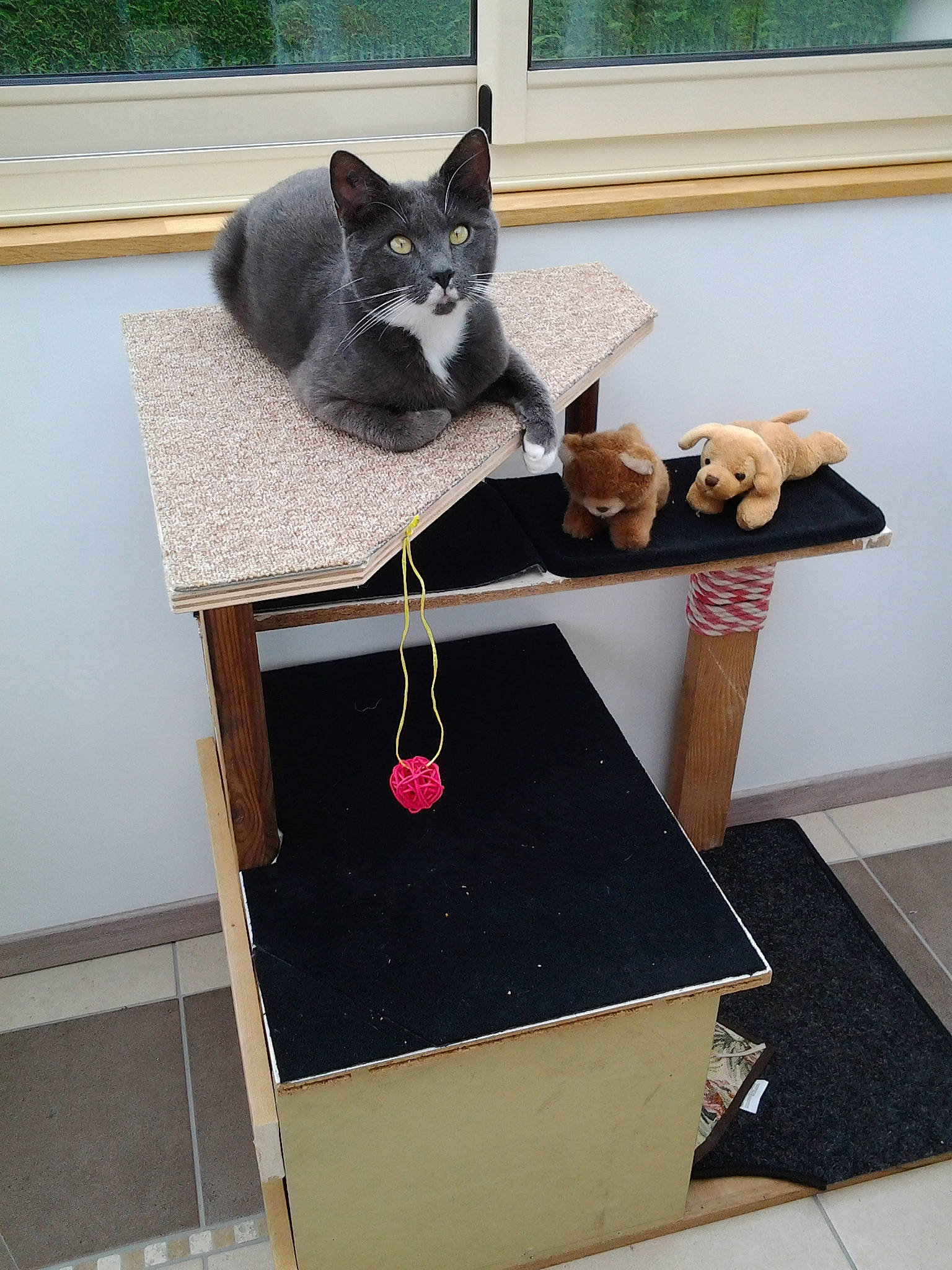 Oggy participe au concours pour gagner de l'argent avec cette photo : carnivore, cat, cat_furniture, cat_supply, collar, domestic_short_haired_cat, felidae, grey, pet_supply, small_to_medium_sized_cats, stuffed_toy, tail, toy, vertebrate, whiskers