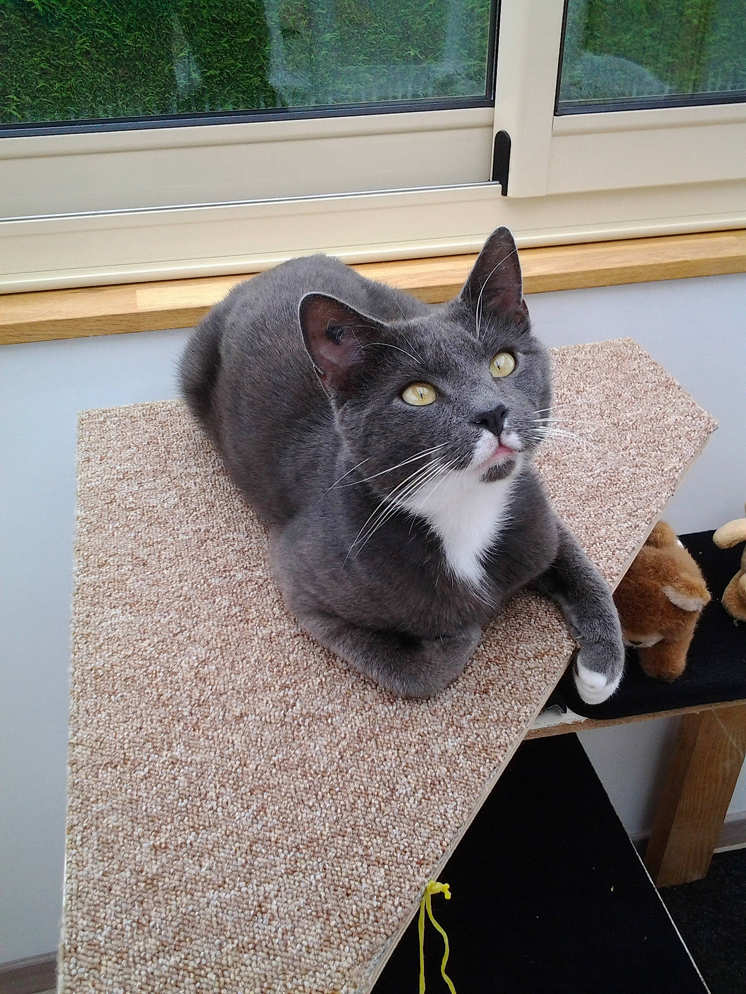 Oggy a rejoint le concours — aidez-le/la à gagner de superbes lots ! british_shorthair, carnivore, cat, chartreux, domestic_short_haired_cat, european_shorthair, felidae, korat, nebelung, russian_blue, small_to_medium_sized_cats, table, whiskers, window