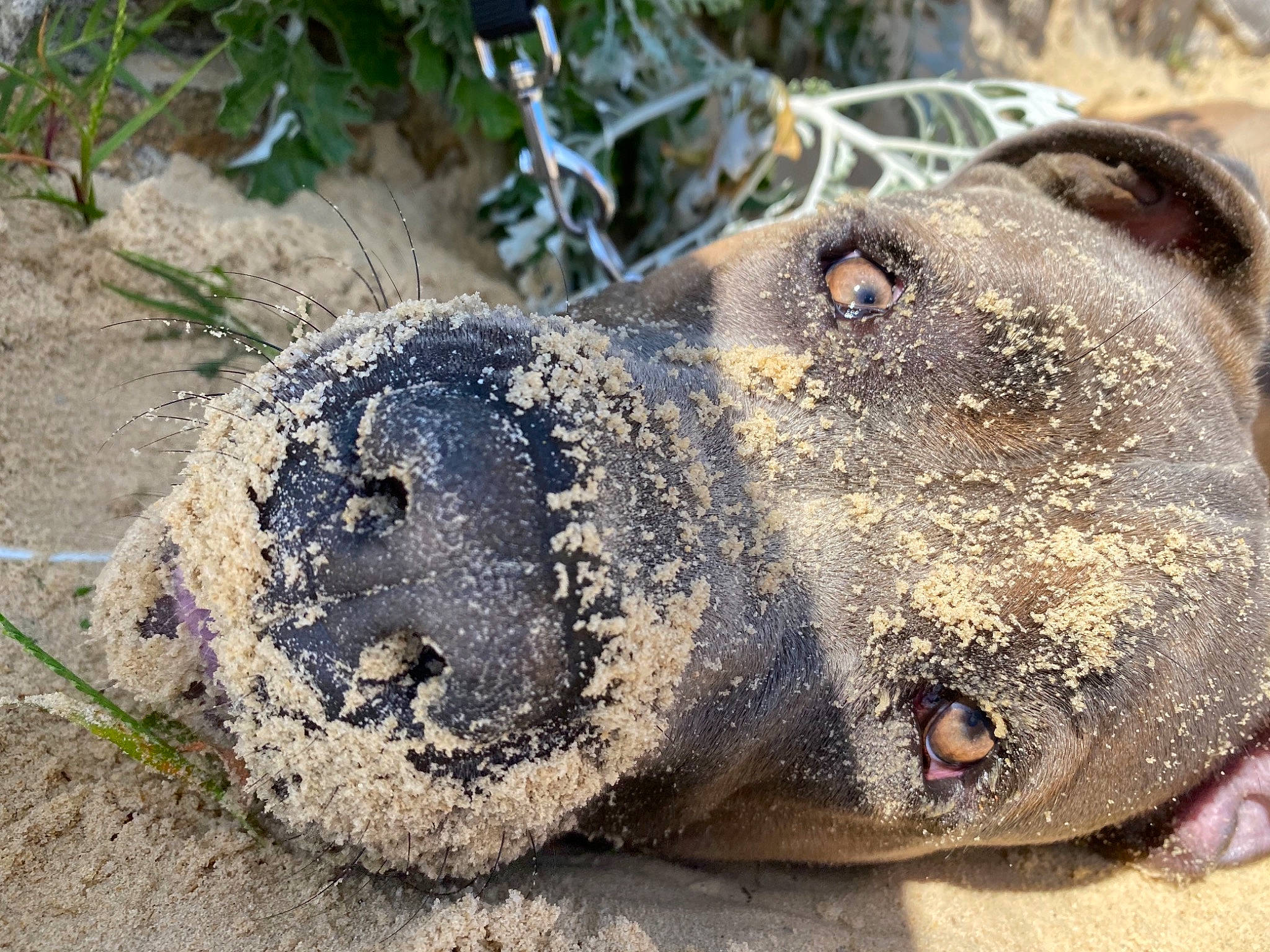 Godric a rejoint le concours — aidez-le/la à gagner de superbes lots ! amphibian, art, baltic_gray_seal, carnivore, earless_seal, fang, komodo_dragon, marine_mammal, reptile, rock, sand, sculpture, seal, snout, statue, terrestrial_animal, varanidae, whiskers, wildlife, working_animal