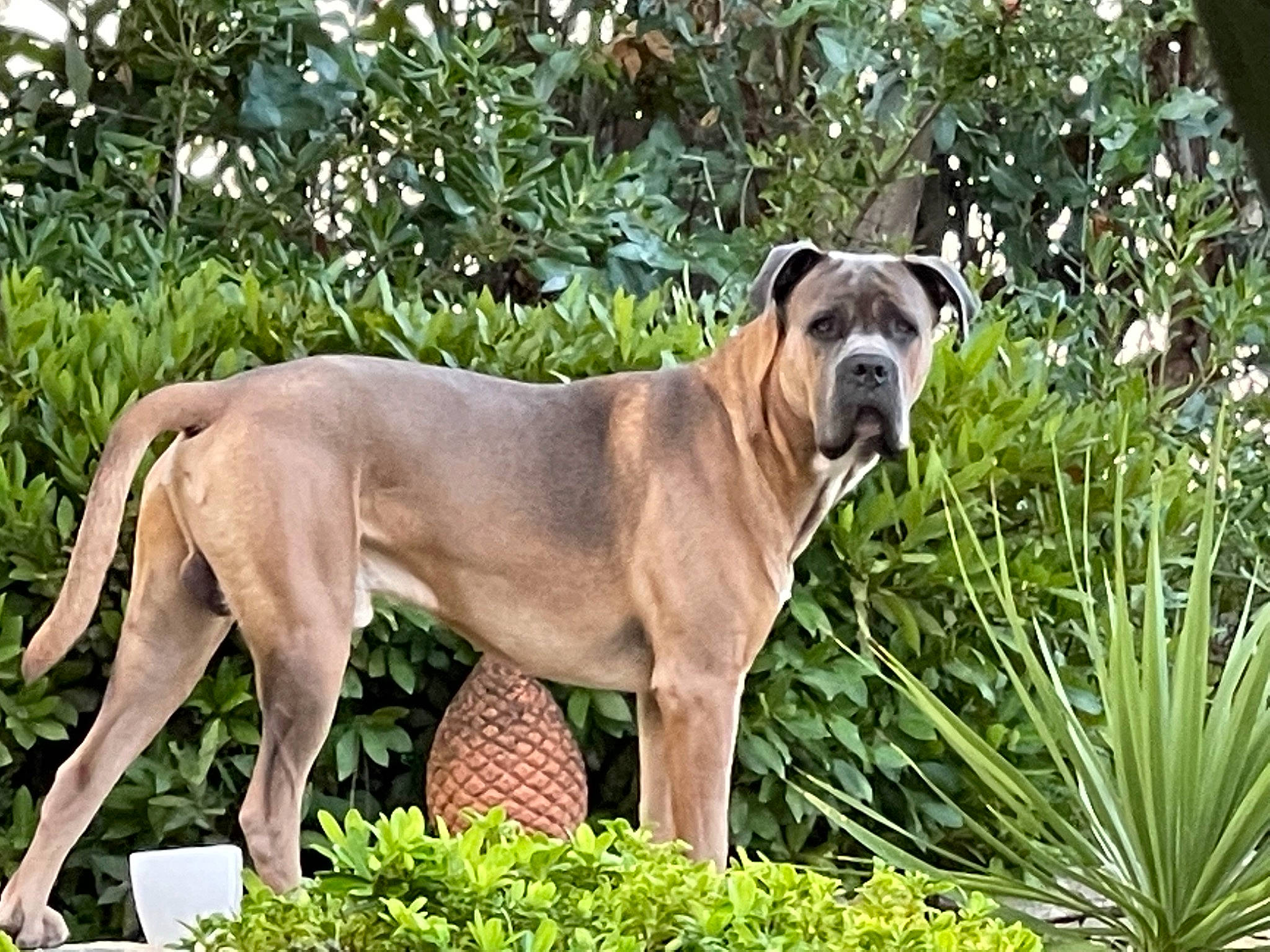 Godric a rejoint le concours — aidez-le/la à gagner de superbes lots ! canidae, carnivore, companion_dog, dog, dog_breed, fawn, grass, groundcover, herb, perennial_plant, plant, snout, sporting_group, terrestrial_animal, terrestrial_plant, tree, whiskers, wildlife, working_animal, working_dog