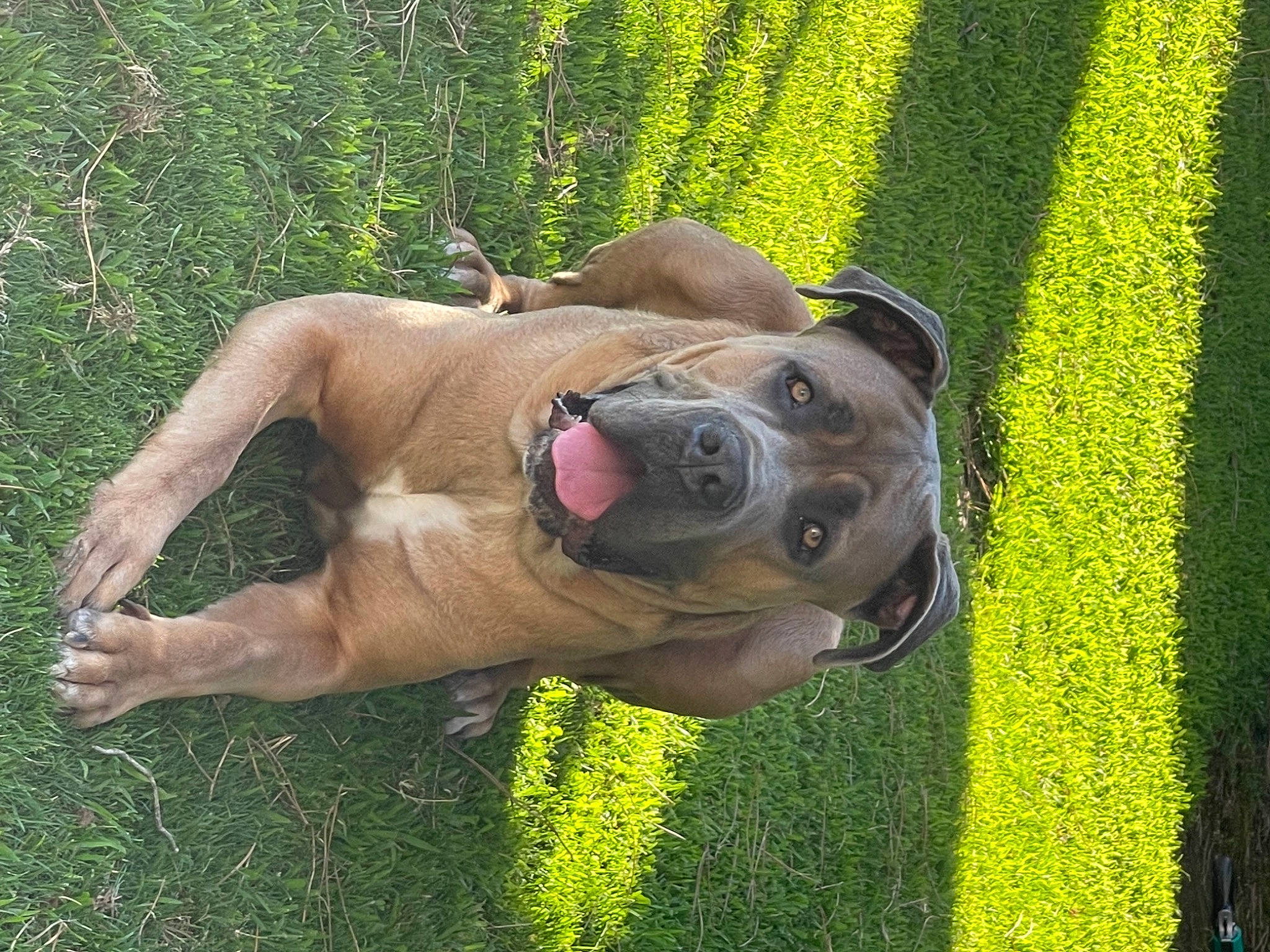 Godric participe au concours pour gagner de l'argent avec cette photo : canidae, carnivore, collar, companion_dog, dog, dog_breed, dog_collar, fawn, grass, grassland, guard_dog, people_in_nature, plant, shrub, snout, sporting_group, tail, terrestrial_animal, whiskers, working_dog