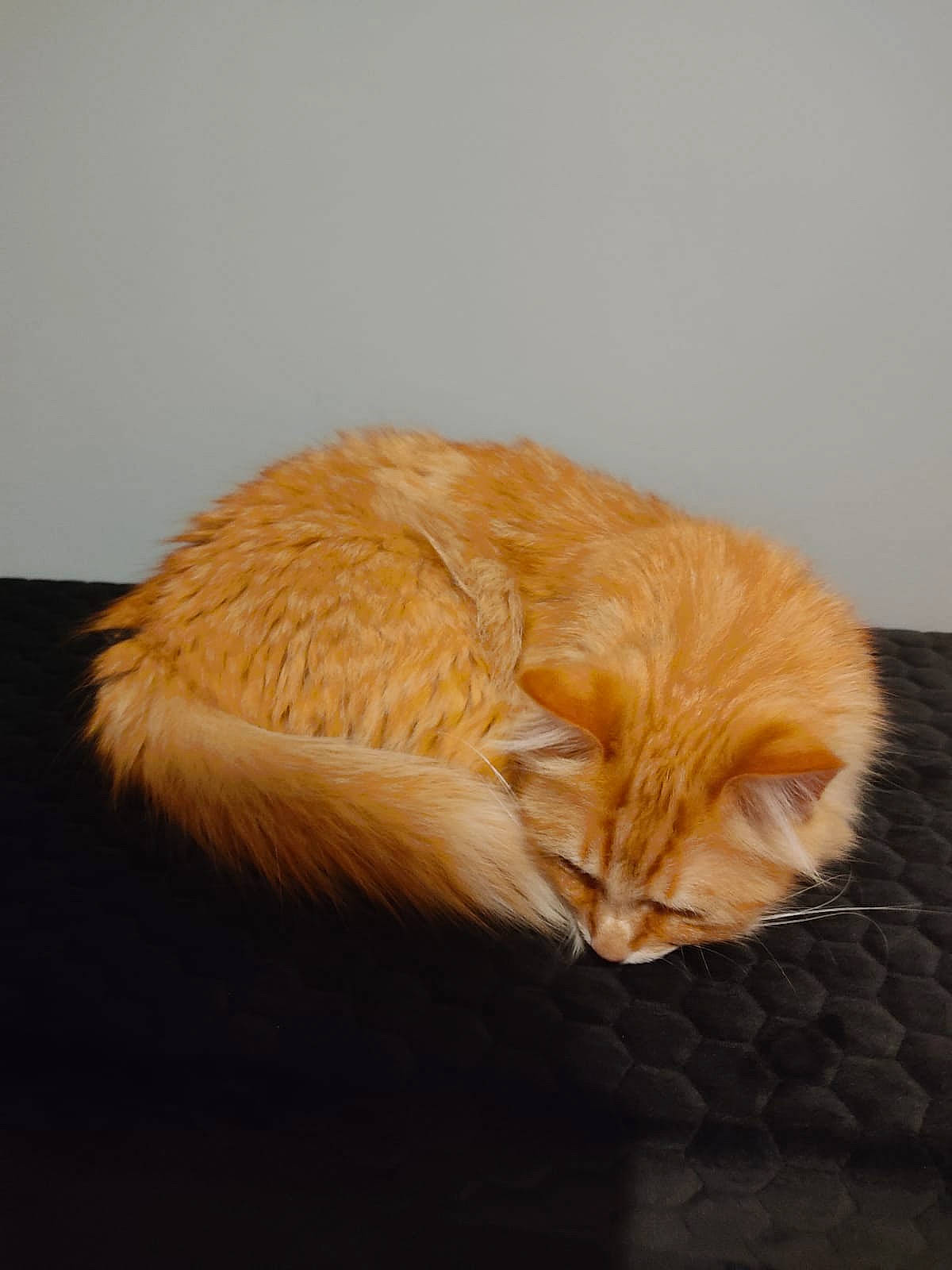 Neptune participe au concours pour gagner de l'argent avec cette photo : carnivore, cat, cat_supply, claw, comfort, domestic_short_haired_cat, fawn, felidae, flooring, fur, nap, paw, peach, sleep, small_to_medium_sized_cats, tail, whiskers, wood