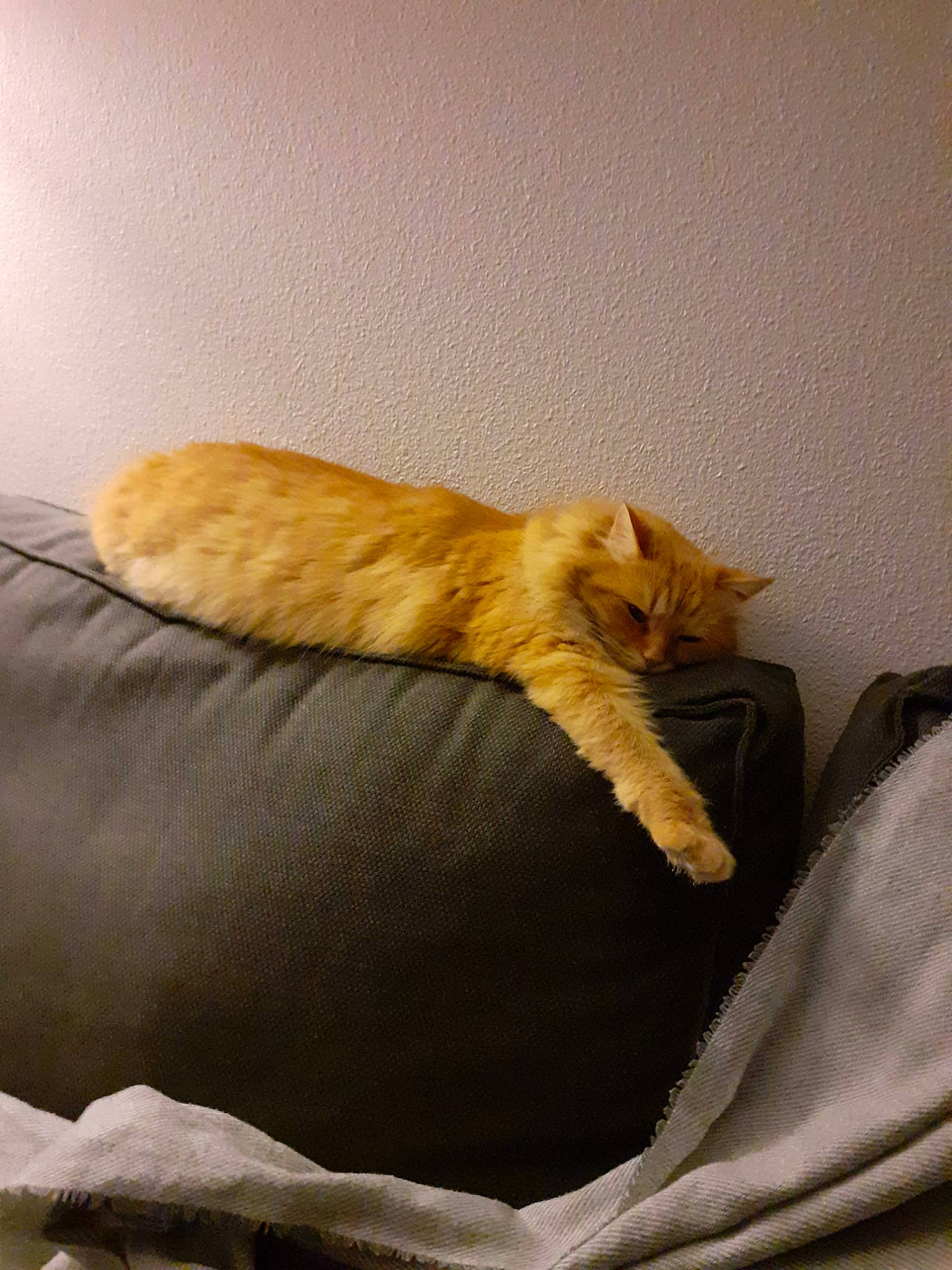 Neptune a rejoint le concours — aidez-le/la à gagner de superbes lots ! bedding, carnivore, cat, cat_supply, comfort, couch, domestic_short_haired_cat, duvet, fawn, felidae, fur, linens, nap, room, small_to_medium_sized_cats, tail, tints_and_shades, whiskers, window, wood