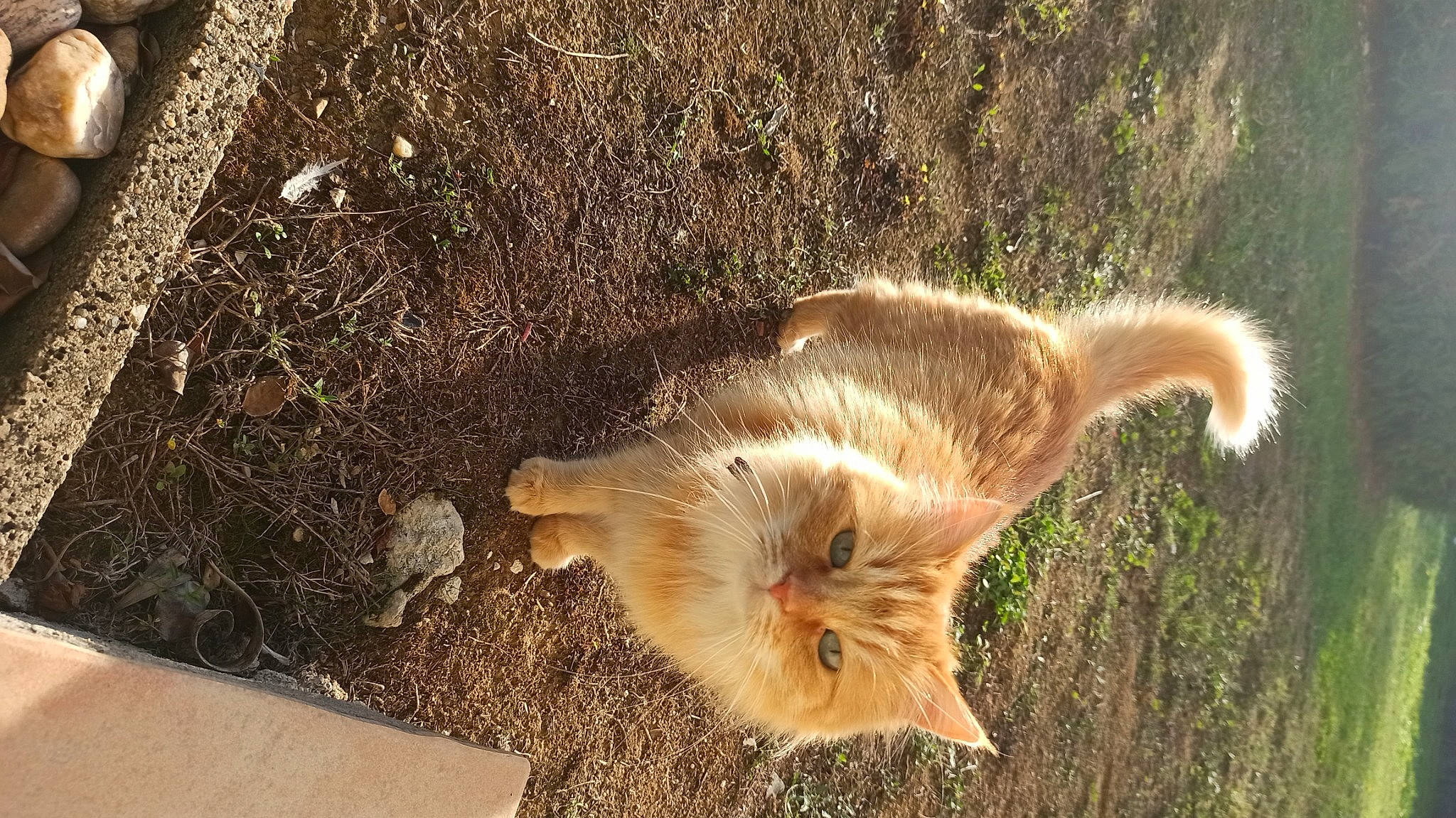 Neptune participe au concours pour gagner de l'argent avec cette photo : carnivore, eye, fawn, felidae, fox_squirrel, fur, grass, grey_squirrel, mustelidae, plant, rodent, small_to_medium_sized_cats, snout, squirrel, tail, terrestrial_animal, tree, trunk, whiskers, wood