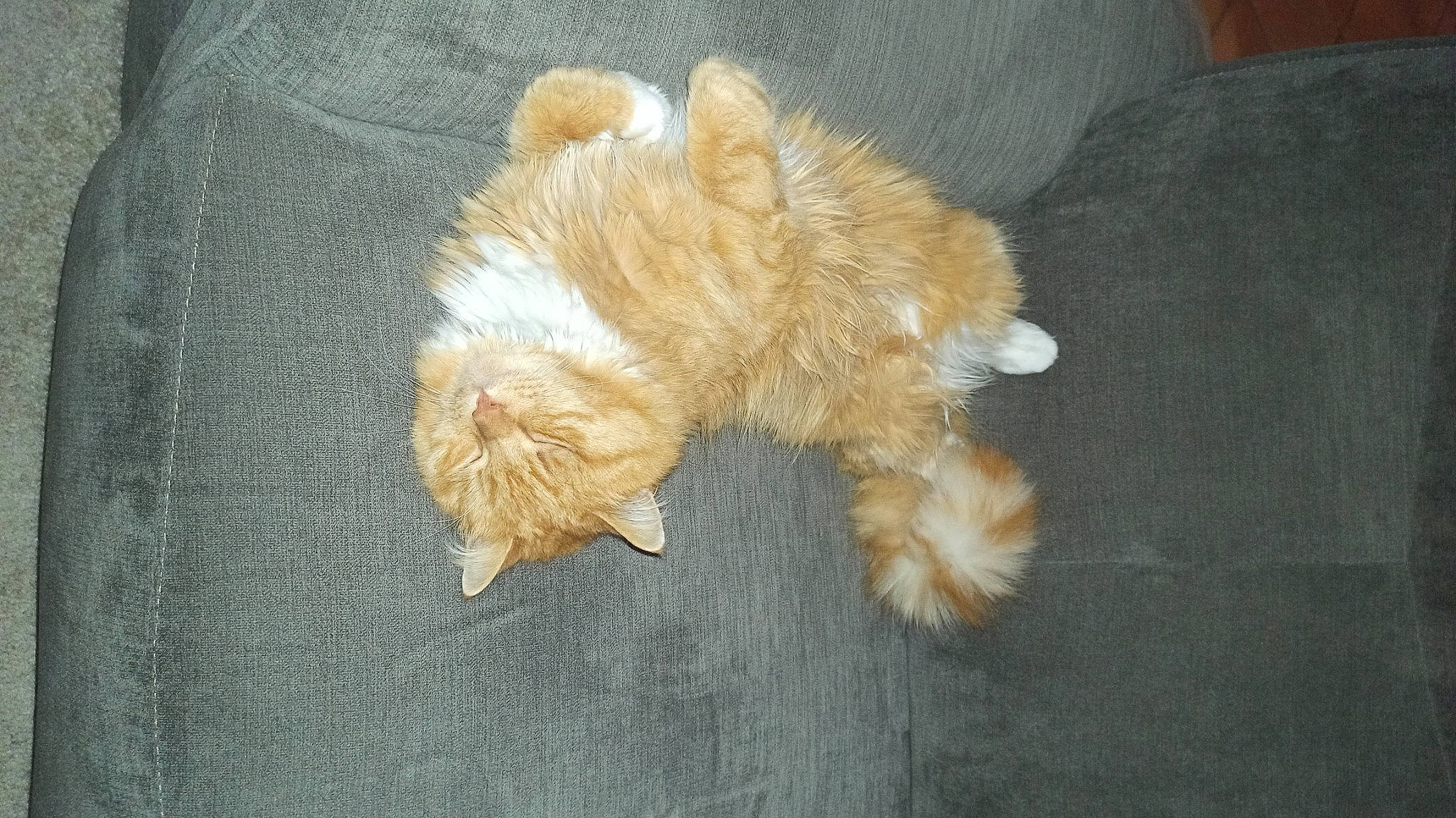 Miel participe au concours pour gagner de l'argent avec cette photo : brown, canidae, carnivore, claw, companion_dog, dog, dog_breed, fawn, felidae, flooring, fur, liver, paw, small_to_medium_sized_cats, snout, sporting_group, tail, terrier, toy_dog, wood