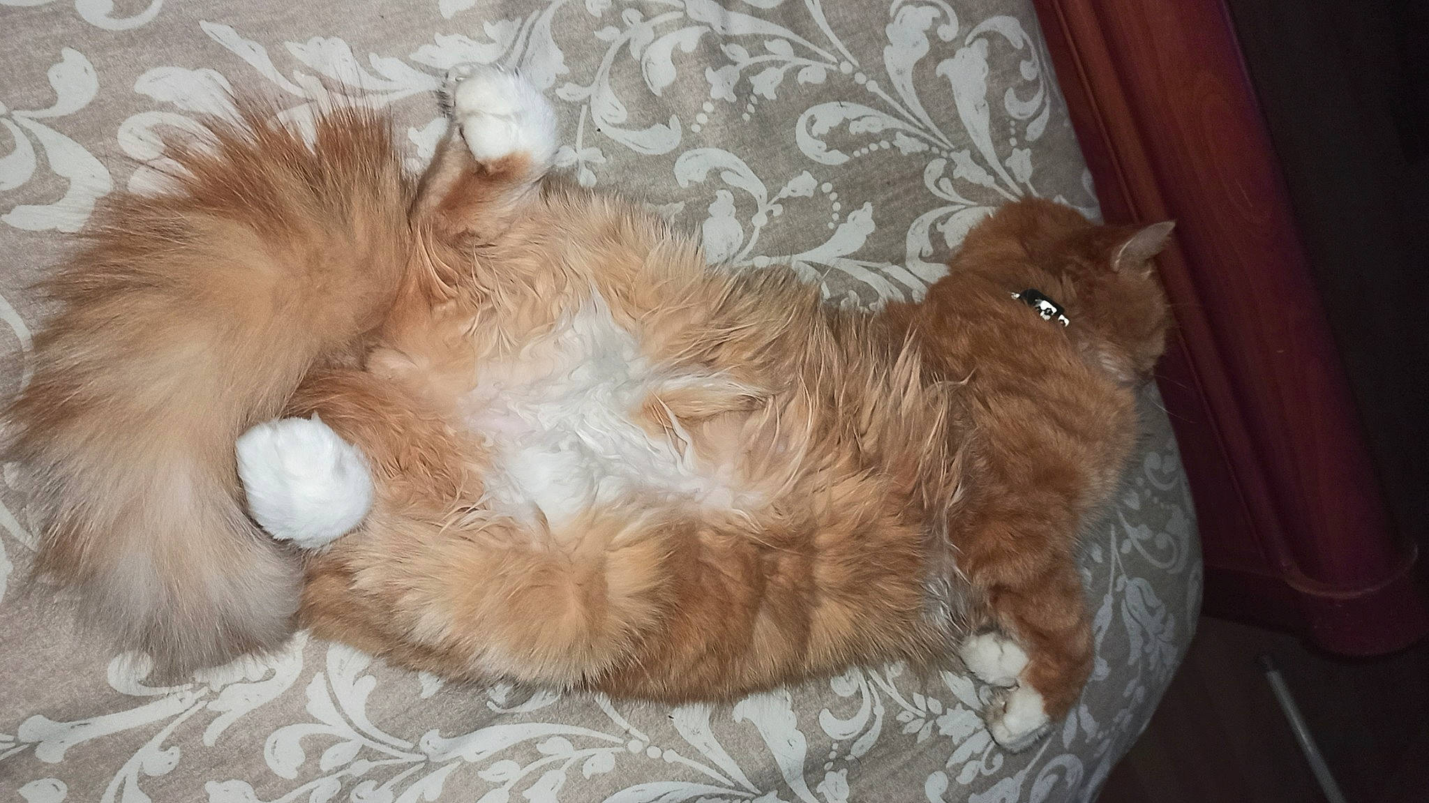 Miel participe au concours pour gagner de l'argent avec cette photo : canidae, carnivore, cat, cat_bed, comfort, companion_dog, dog_breed, fawn, felidae, fur, liver, mammal, nap, paw, small_to_medium_sized_cats, sporting_group, tail, toy_dog, whiskers, wood