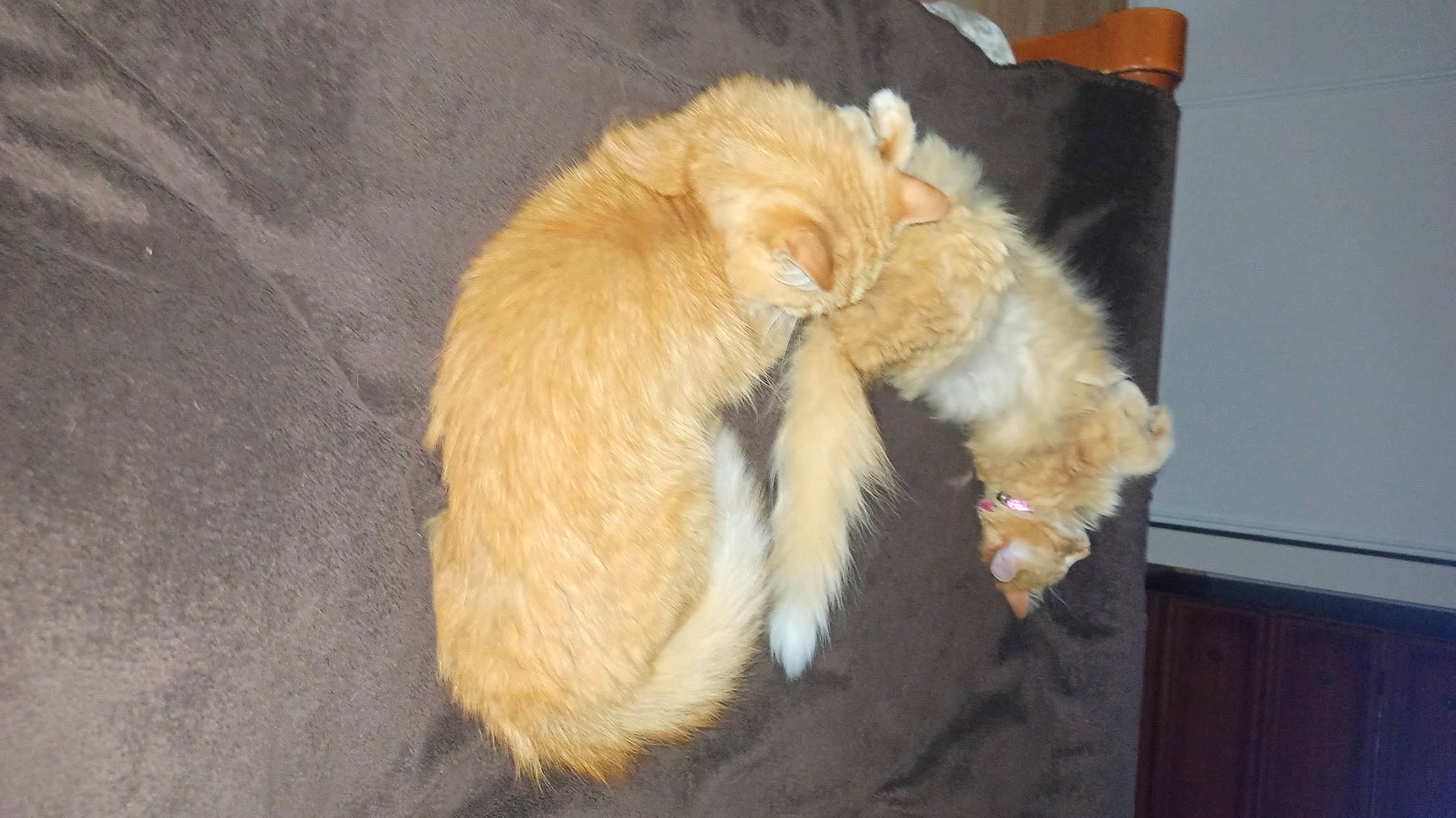 Miel participe au concours pour gagner de l'argent avec cette photo : canidae, carnivore, cat, claw, comfort, dog_breed, fawn, felidae, foot, fur, natural_material, paw, small_to_medium_sized_cats, sporting_group, tail, terrestrial_animal, whiskers