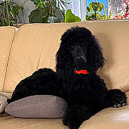Apollon participe au concours pour gagner de l'argent avec cette photo : animal, black_dog, canine, collar, couch, cozy, dog, fur, greenery, home, indoor, leisure, pet, pillow, plant, poodle, relaxing, resting, sofa, window