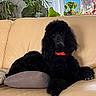 animal, black_dog, canine, collar, couch, cozy, dog, fur, greenery, home, indoor, leisure, pet, pillow, plant, poodle, relaxing, resting, sofa, window