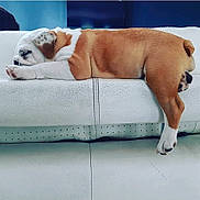 Roxy participe au concours pour gagner de l'argent avec cette photo : animal, brown_and_white, bulldog, couch, cute, dog, domestic_animal, ears, fur, furniture, indoor, leather, paw, pet, puppy, relaxed, resting, sleeping, snout, white_couch