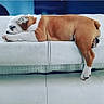 animal, brown_and_white, bulldog, couch, cute, dog, domestic_animal, ears, fur, furniture, indoor, leather, paw, pet, puppy, relaxed, resting, sleeping, snout, white_couch