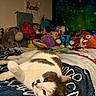 Tank joined the competition — help win amazing prizes! cat, bed, stuffed_animals, toys, blanket, indoor, relaxed, cozy, plush, animal, pet, feline, soft_lighting, colorful, room, lying_down, cute, domestic_animal, resting, comfortable