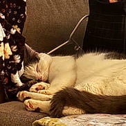 Tank joined the competition — help win amazing prizes! cat, sleeping, couch, blanket, paws, tail, indoor, cozy, feline, resting, fur, pet, comfort, relaxation, home, animal, soft, cute, pink_paws, domestic