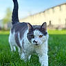 Tank joined the competition — help win amazing prizes! cat, animal, pet, grass, outdoor, nature, feline, walking, closeup, daylight, background_blur, greenery, fur, whiskers, tail, ears, eyes, mammal, portrait, curious