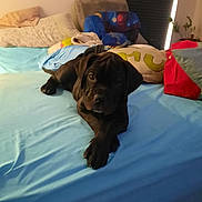 Aurora joined the competition — help win amazing prizes! puppy, dog, bed, blue_bedspread, pillow, crossed_paws, indoor, pet, cute, black_dog, resting, cozy, furniture, blanket, living_space, animal, domestic, relaxed, young_dog, home