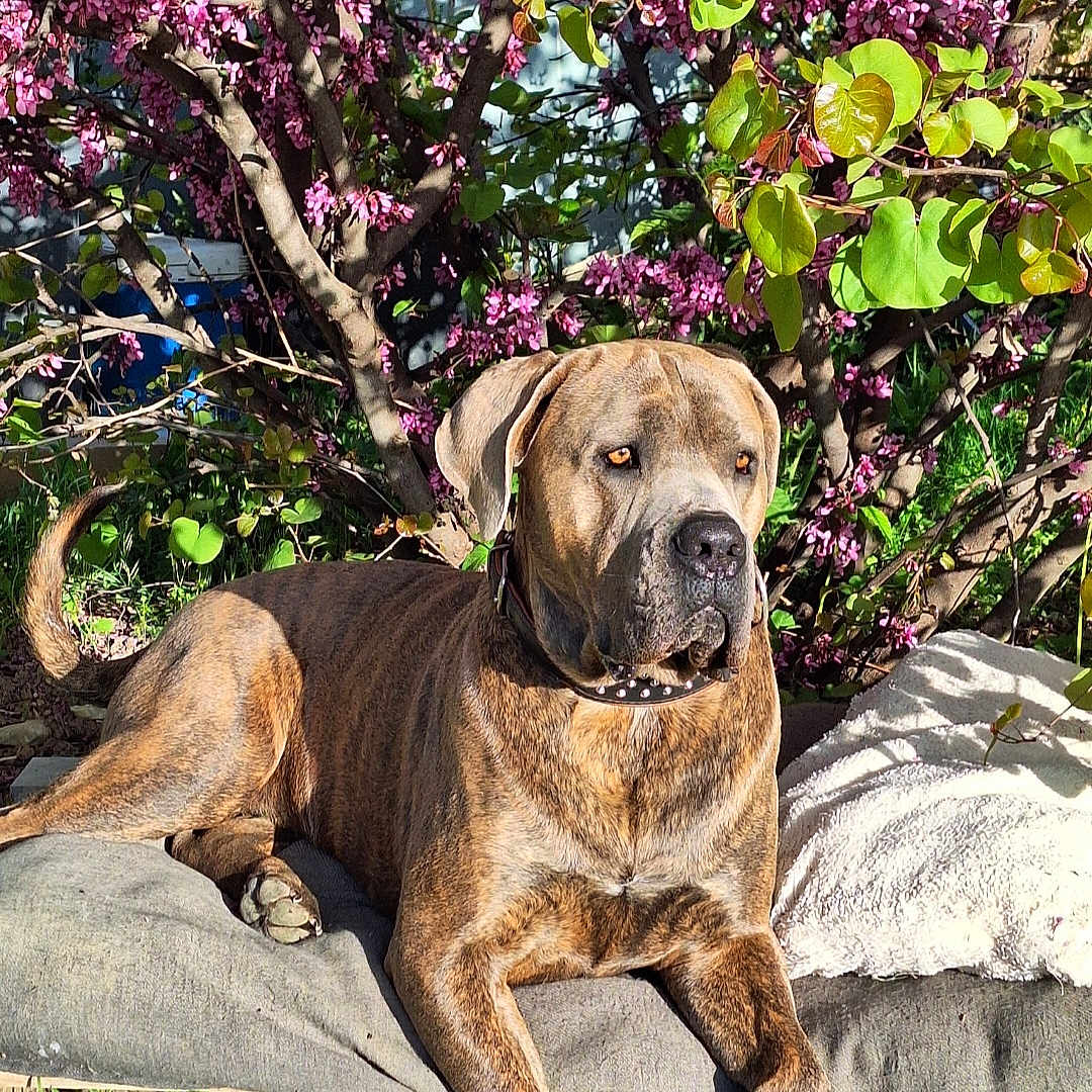Groot participe au concours pour gagner de l'argent avec cette photo : animal, boxer, bulldog, canine, dog, flower, grass, herbal, herbs, leaf, nature, outdoors, pet, petal, pitbull, plant, pottedplant, purple, tree, vegetation