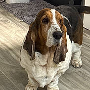 Bonnie Sue is registered to the contest to win money with this photo: animal, basset_hound, black_and_white, brown_and_white, claws, dog, droopy_ears, facial_markings, floor, home, hound, indoors, large_dog, long_ears, paws, pet, portrait, sad_expression, sitting, wood_floor