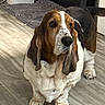 animal, basset_hound, black_and_white, brown_and_white, claws, dog, droopy_ears, facial_markings, floor, home, hound, indoors, large_dog, long_ears, paws, pet, portrait, sad_expression, sitting, wood_floor