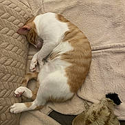 Rox a rejoint le concours — aidez-le/la à gagner de superbes lots ! cat, sleeping, orange_and_white, curled_up, blanket, pillow, plush_toy, feline, indoor, resting, cute, cozy, pet, fur, whiskers, paw, relaxed, soft_texture, nap, domestic_animal