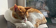 Rox a rejoint le concours — aidez-le/la à gagner de superbes lots ! cat, orange_and_white_cat, sleeping_cat, cat_perch, window, sunlight, indoor, pet, animal, relaxing, cozy, feline, daylight, resting, houseplant_shadow, wooden_deck, garden, outdoor_view, domestic_cat, quiet