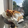 cat, orange_and_white_cat, sleeping_cat, cat_perch, window, sunlight, indoor, pet, animal, relaxing, cozy, feline, daylight, resting, houseplant_shadow, wooden_deck, garden, outdoor_view, domestic_cat, quiet