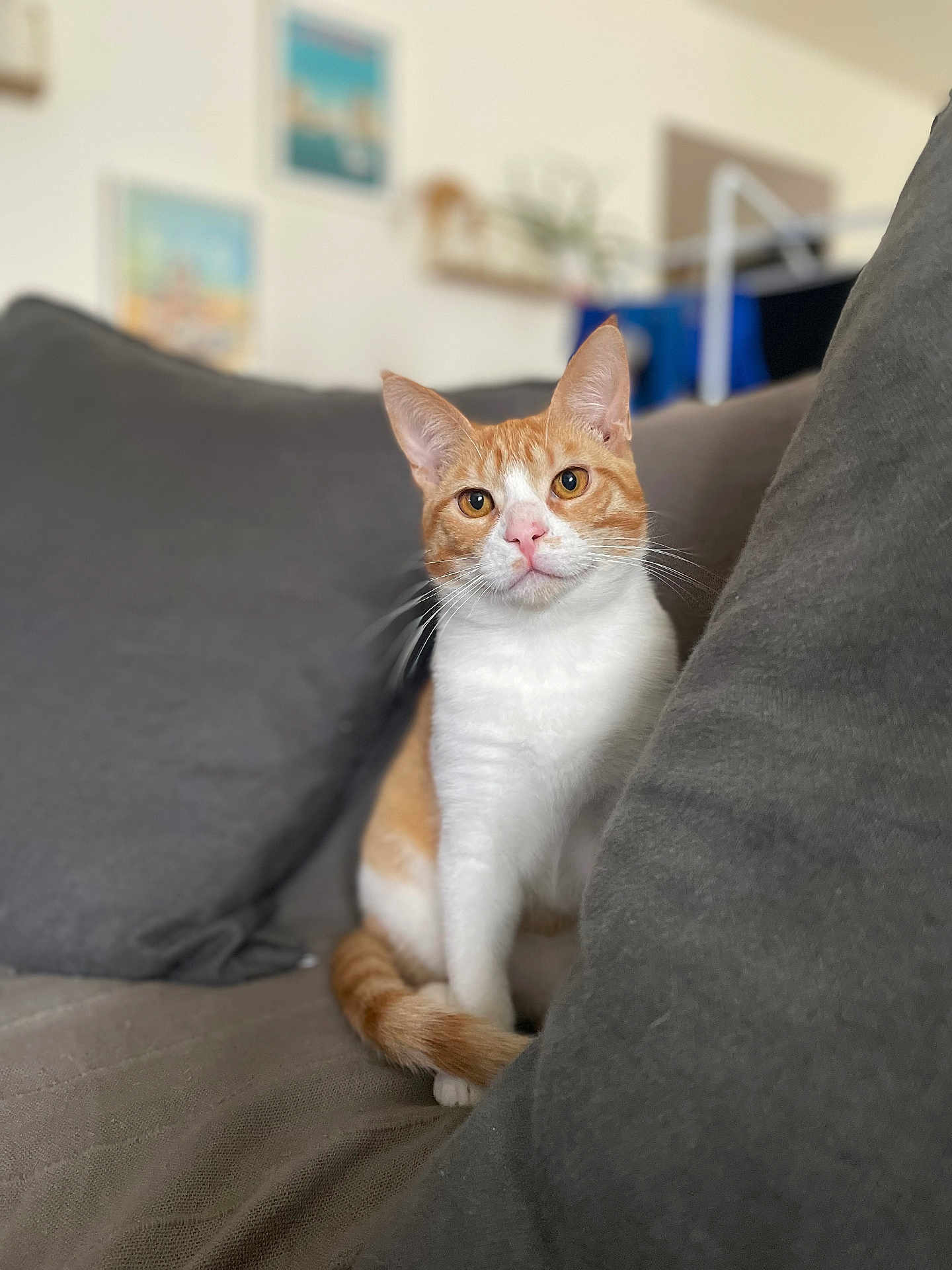Rox a rejoint le concours — aidez-le/la à gagner de superbes lots ! cat, orange_cat, white_cat, pet, indoor, couch, gray_cushion, whiskers, sitting, curious, feline, domestic_cat, fur, closeup, cozy, home, relaxed, animal, portrait, soft_background