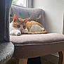 Rox a rejoint le concours — aidez-le/la à gagner de superbes lots ! cat, orange_cat, white_cat, chair, furniture, window, indoor, relaxing, pet, feline, cozy, natural_light, wood_floor, cat_tree, resting, curtains, domestic_animal, fur, paw, home