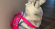 Roxy participe au concours pour gagner de l'argent avec cette photo : dog, husky, backpack, indoor, wooden_floor, wall, pet, animal, sitting, side_view, furniture, bench, table, natural_light, fur, cute, domestic, canine, pink, purple