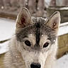 Roxy a rejoint le concours — aidez-le/la à gagner de superbes lots ! dog, husky, snow, outdoor, animal, pet, fur, ears, face, portrait, winter, snowflakes, canine, nature, closeup, looking, cute, frozen, cold, background