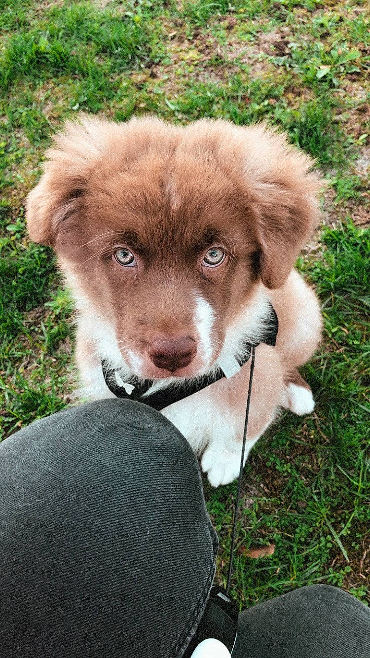 Mia participe au concours pour gagner de l'argent avec cette photo : ancient_dog_breeds, canidae, carnivore, companion_dog, dog, dog_breed, fang, fawn, fur, grass, liver, plant, snout, sporting_group, terrestrial_animal, whiskers, working_animal
