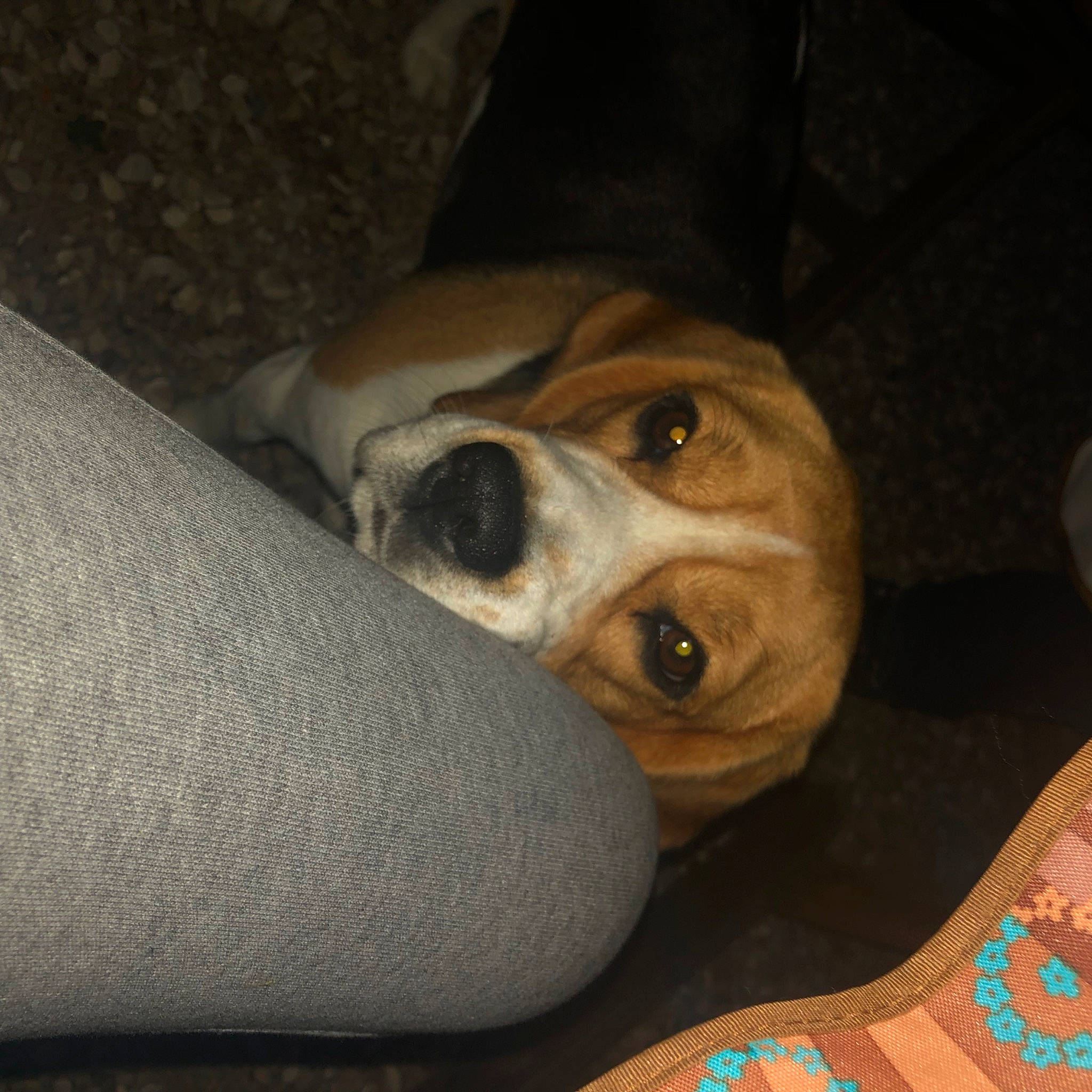 Polka a rejoint le concours — aidez-le/la à gagner de superbes lots ! carnivore, comfort, companion_dog, couch, dog, dog_breed, fawn, hound, non_sporting_group, paw, scent_hound, sporting_group, terrestrial_animal, whiskers, working_animal