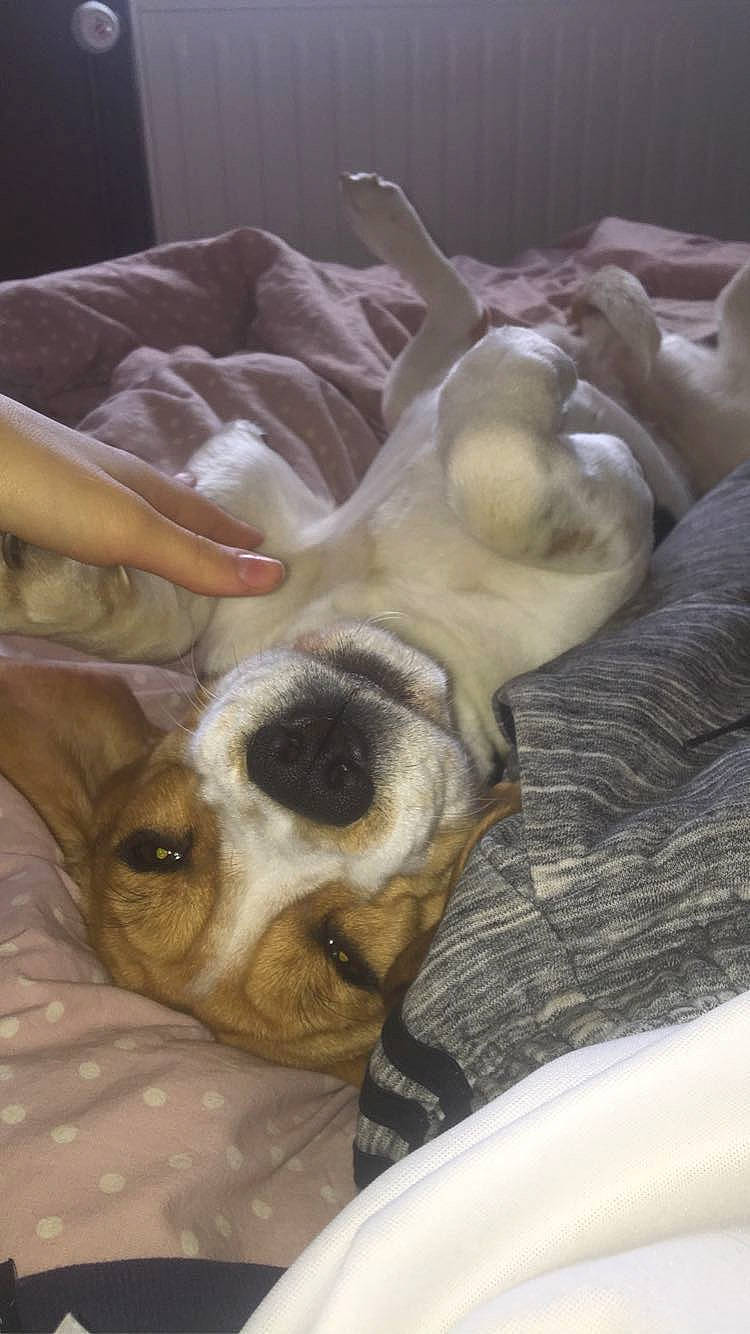 Polka participe au concours pour gagner de l'argent avec cette photo : bored, canidae, carnivore, comfort, companion_dog, couch, dog, dog_breed, dog_supply, fawn, fur, linens, nap, paw, snout, sporting_group, terrestrial_animal, toy_dog, whiskers, working_animal