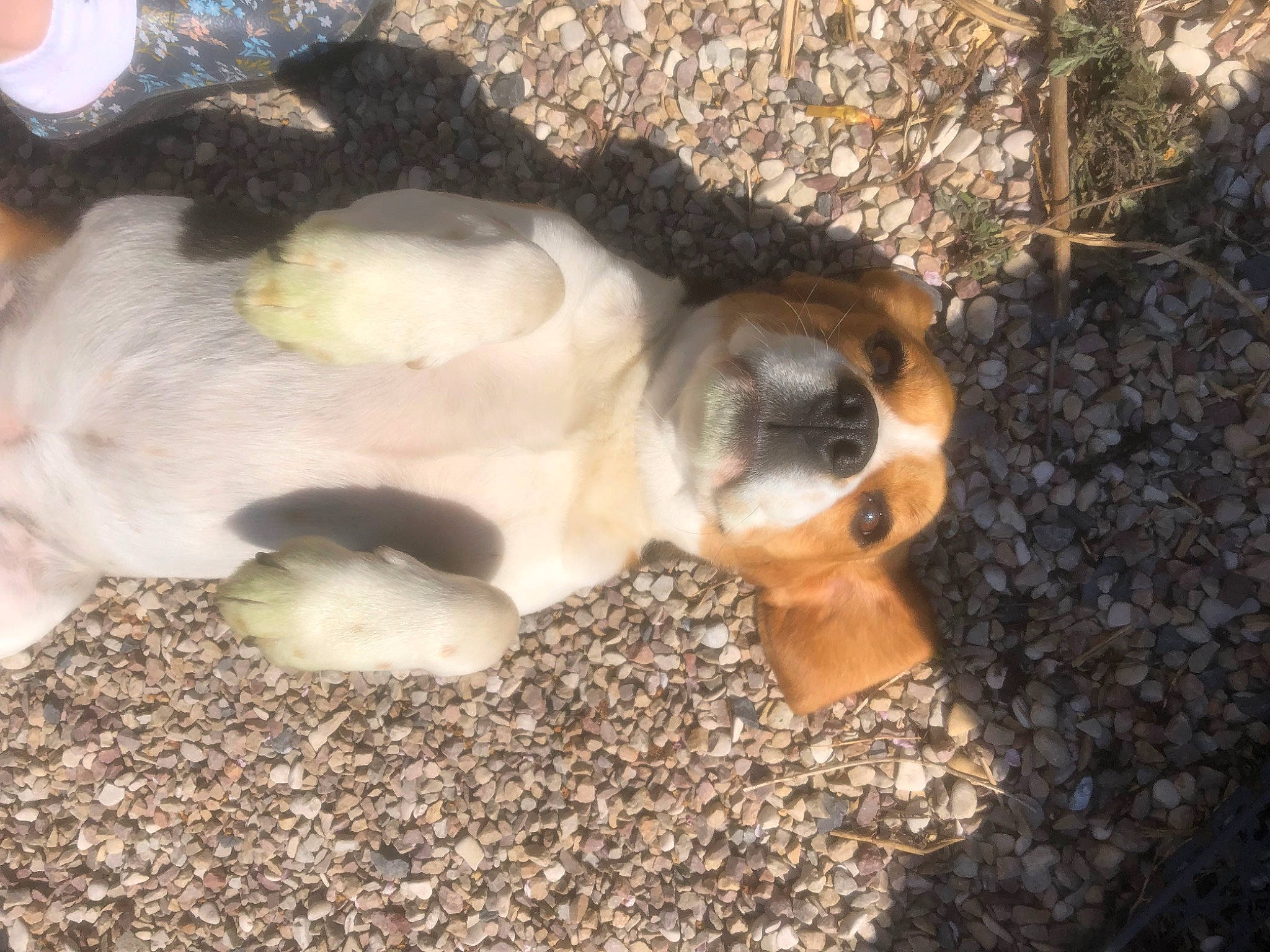 Polka a rejoint le concours — aidez-le/la à gagner de superbes lots ! canidae, carnivore, companion_dog, dog, dog_breed, fawn, fur, grass, landscape, non_sporting_group, paw, puppy, rock, snout, soil, sporting_group, tail, terrestrial_animal, wildlife, wood