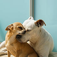 Leia Et Fifi a rejoint le concours — aidez-le/la à gagner de superbes lots ! dog, dogs, small_dog, large_dog, tan_dog, white_dog, pets, animals, sunlight, affection, companionship, floor, indoor, cute, friendship, close_up, snuggling, resting, calm, peaceful