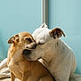 dog, dogs, small_dog, large_dog, tan_dog, white_dog, pets, animals, sunlight, affection, companionship, floor, indoor, cute, friendship, close_up, snuggling, resting, calm, peaceful