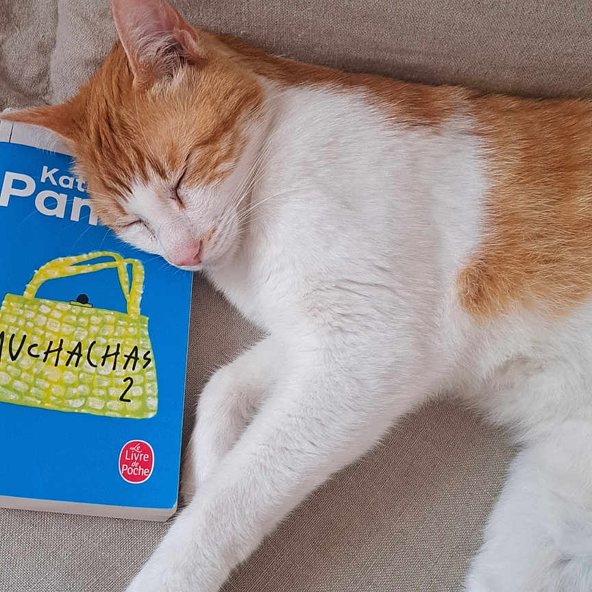 Snow participe au concours pour gagner de l'argent avec cette photo : animal, blue_cover, book, cat, close_up, couch, cozy, domestic_cat, fur, head, indoor, orange_and_white_cat, paw, peaceful, pet, relaxation, resting, sleeping, soft_texture, whiskers