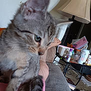 Fluffy joined the competition — help win amazing prizes! cat, tabby_cat, indoor, couch, person, leg, lamp, table, clutter, household_items, living_room, foot, furniture, pet, domestic_animal, blurred, close_up, relaxing, pink_shorts, gray_fur