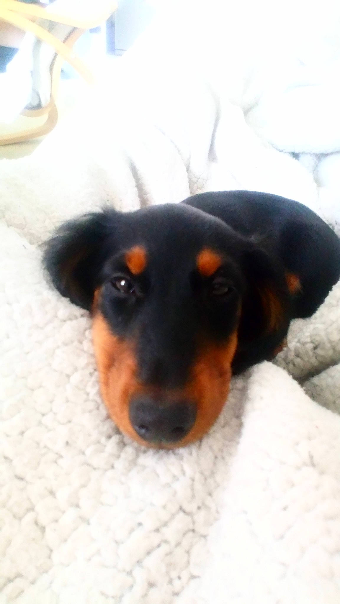 Alto a rejoint le concours — aidez-le/la à gagner de superbes lots ! austrian_black_and_tan_hound, beauceron, canidae, carnivore, dachshund, dobermann, dog, dog_breed, german_pinscher, guard_dog, hellenikos_ichnilatis, huntaway, manchester_terrier, nose, pinscher, puppy, rare_breed_dog, snout, toy_manchester_terrier, transylvanian_hound