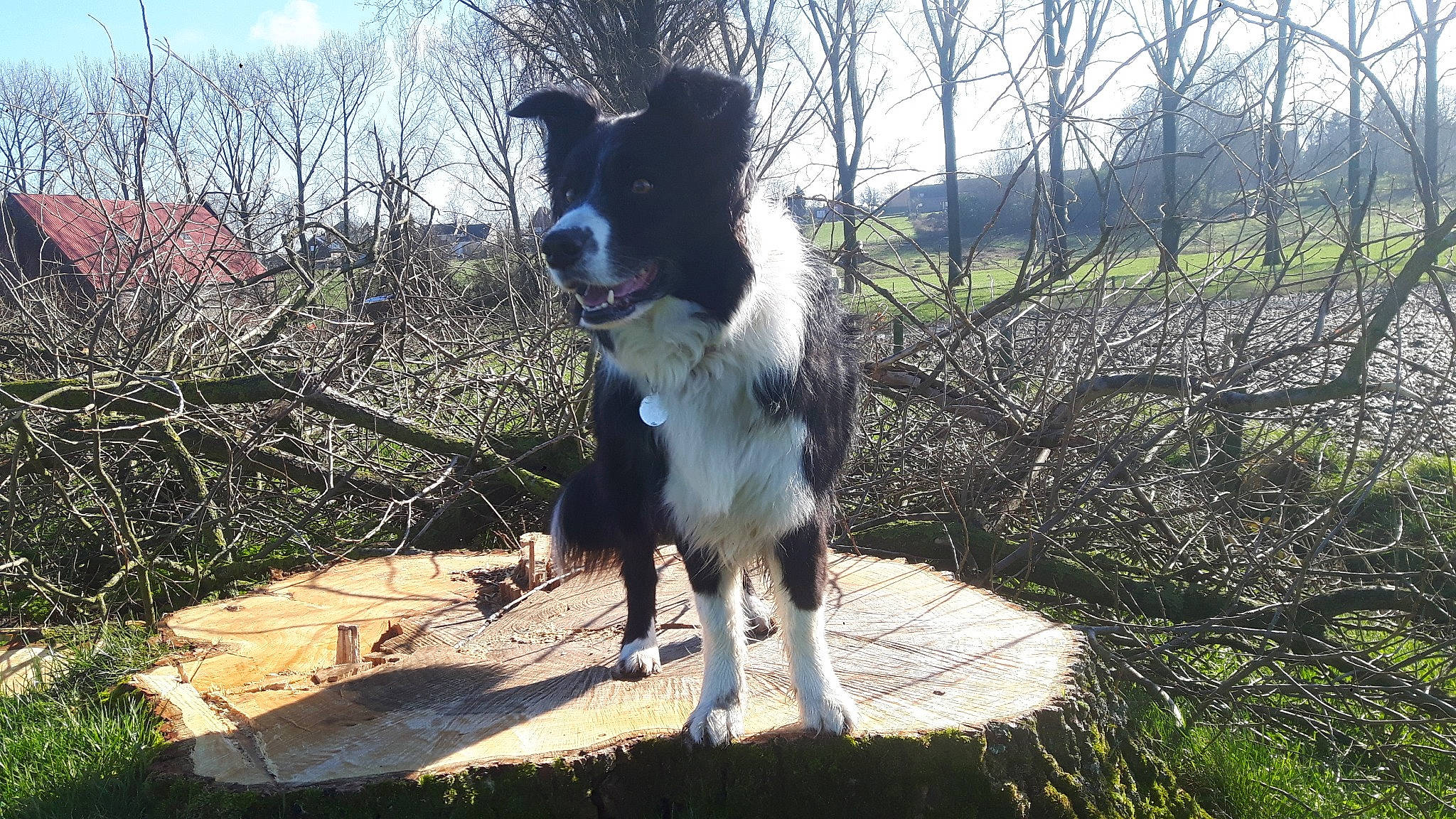 Jenko a rejoint le concours — aidez-le/la à gagner de superbes lots ! canidae, carnivore, cloud, companion_dog, dog, dog_breed, dog_collar, fawn, fence, grass, gun_dog, herding_dog, mesh, plant, sky, snout, sporting_group, tail, tree, working_animal