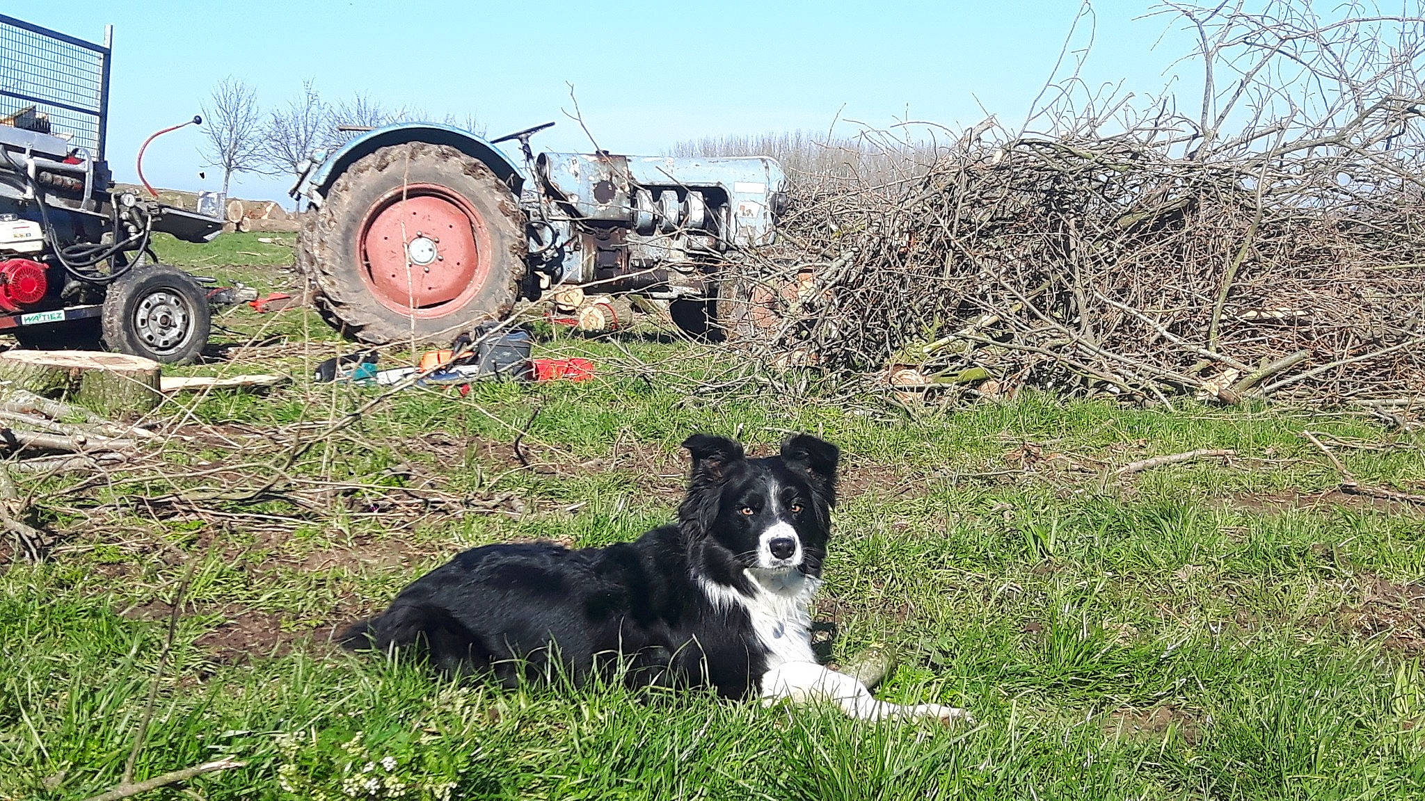 Jenko a rejoint le concours — aidez-le/la à gagner de superbes lots ! agricultural_machinery, automotive_tire, border_collie, carnivore, companion_dog, dog, dog_breed, grass, grassland, herding_dog, mammal, motor_vehicle, plant, sky, tire, tractor, tread, vehicle, vertebrate, wheel