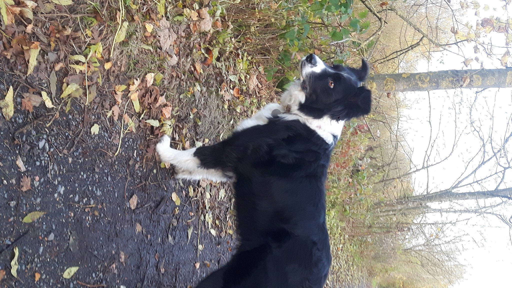 Jenko a rejoint le concours — aidez-le/la à gagner de superbes lots ! canidae, carnivore, companion_dog, dog, dog_breed, felidae, fur, grass, herding_dog, plant, small_to_medium_sized_cats, snout, soil, sporting_group, tail, terrestrial_animal, tree, trunk, whiskers, working_animal