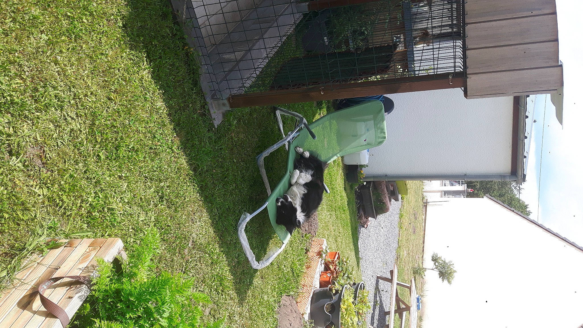 Jenko participe au concours pour gagner de l'argent avec cette photo : adventure, building, dog, electrical_wiring, grass, house, landscape, lawn, line, plant, recreation, shade, siding, sky, tire, tree, vehicle, wheel, wood, yard