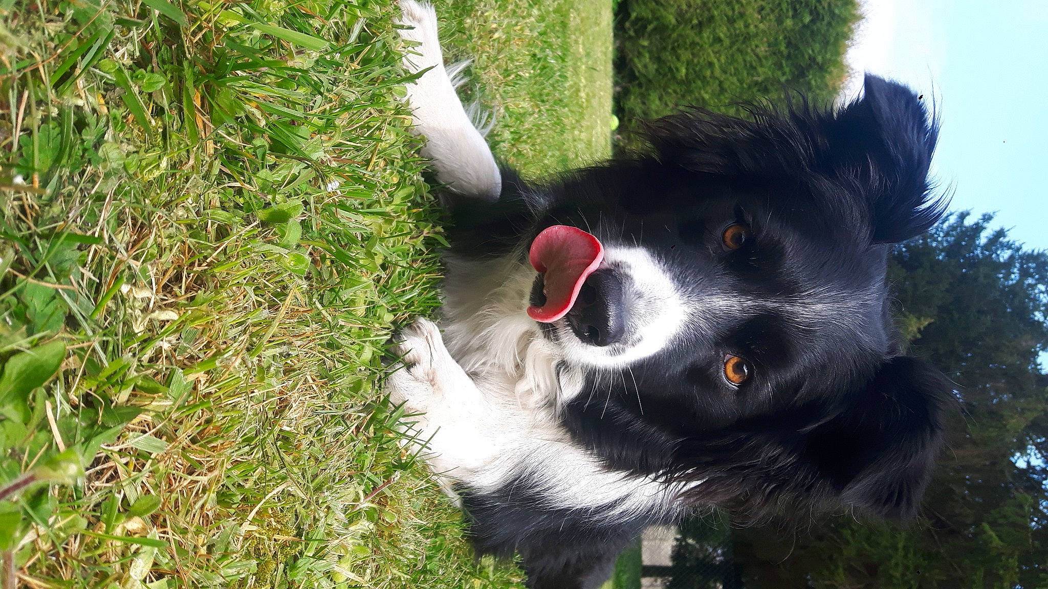 Jenko a rejoint le concours — aidez-le/la à gagner de superbes lots ! border_collie, canidae, carnivore, companion_dog, dog, dog_breed, fur, grass, groundcover, herbaceous_plant, herding_dog, pasture, plant, snout, sporting_group, tail, terrestrial_animal, whiskers, working_animal, working_dog