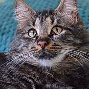 Tommy participe au concours pour gagner de l'argent avec cette photo : animal, cat, close_up, cute, domestic, ears, eyes, face, feline, fluffy, fur, indoor, knitted_background, mammal, pet, portrait, relaxed, soft, tabby, whiskers