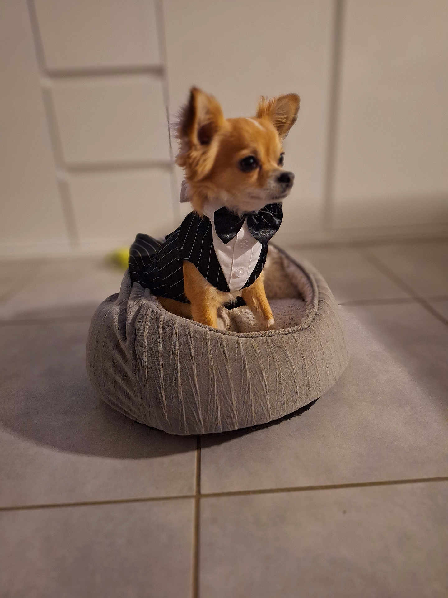 Uno a rejoint le concours — aidez-le/la à gagner de superbes lots ! animal, black_bowtie, brown_fur, canine, cozy, cute, dog, domestic_animal, fashion, floor_tiles, furry, indoor, looking_away, pet, pet_bed, portrait, sitting, small_dog, tuxedo, white_shirt