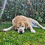 animal, backyard, canine, dog, goldenretriever, grass, green, herbal, herbs, hound, labradorretriever, lawn, nature, outdoors, pet, plant, puppy, tree, vegetation, yard
