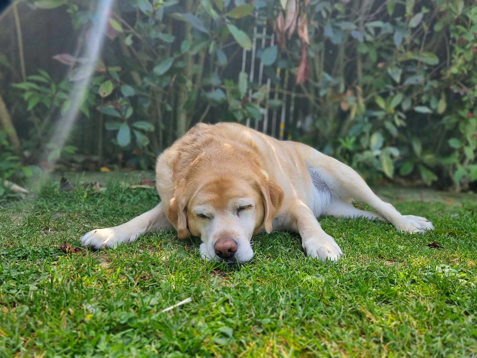 Haïda participe au concours pour gagner de l'argent avec cette photo : animal, backyard, canine, dog, goldenretriever, grass, green, herbal, herbs, hound, labradorretriever, lawn, nature, outdoors, pet, plant, puppy, tree, vegetation, yard