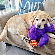 Haïda a rejoint le concours — aidez-le/la à gagner de superbes lots ! animal, canine, couch, cushion, dog, dogbed, furniture, goldenretriever, homedecor, hound, labradorretriever, pet, pillow, plush, puppy, teddybear, toy