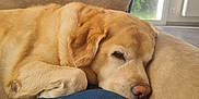 Haïda participe au concours pour gagner de l'argent avec cette photo : animal, architecture, building, canine, chair, couch, cushion, dog, furniture, goldenretriever, homedecor, indoors, labradorretriever, livingroom, person, pet, pillow, puppy, room, sleeping